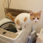 まさかトイレそこでしてる？洗濯機の上で猫が・・・その態勢は!