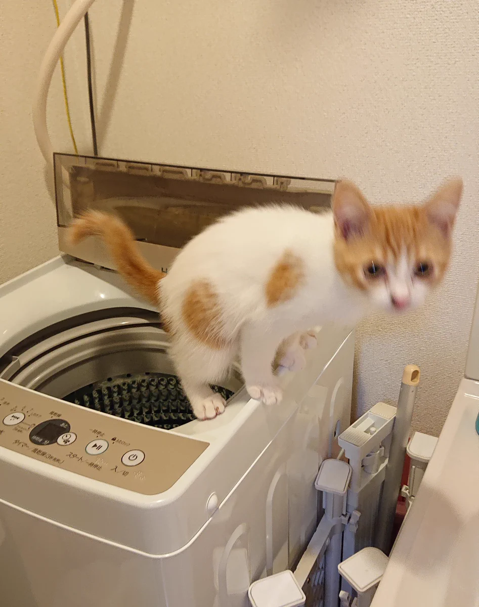 まさかトイレそこでしてる？洗濯機の上で猫が・・・その態勢はｗｗｗ