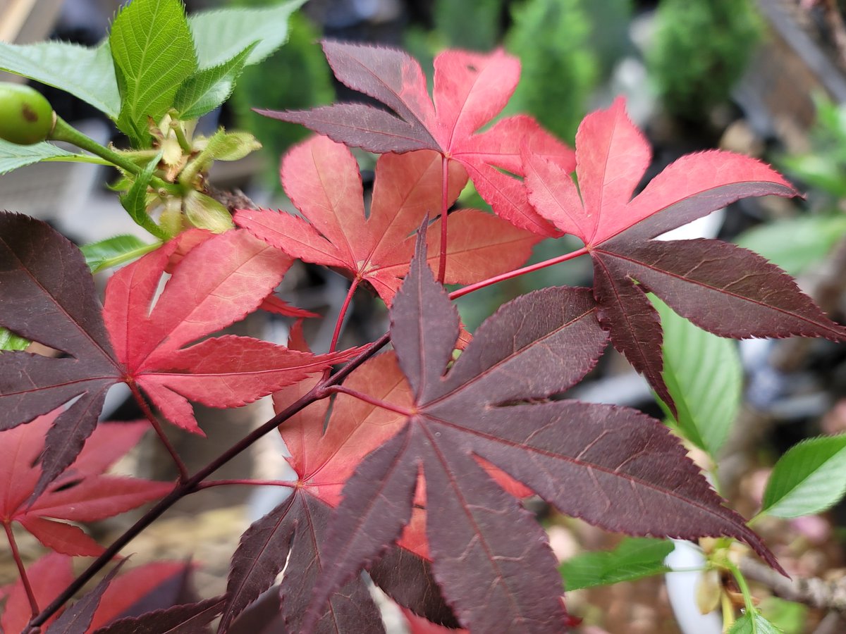 藤波錦 斑入り モミジ 紅葉 【公式通販】