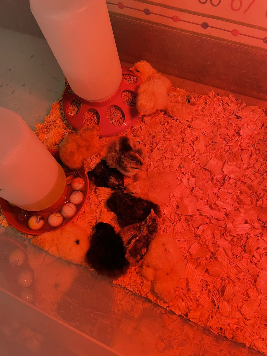 Chicks are hatching