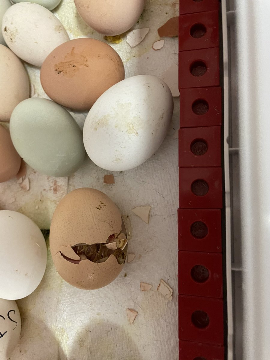 Carpenter Hill tweet media