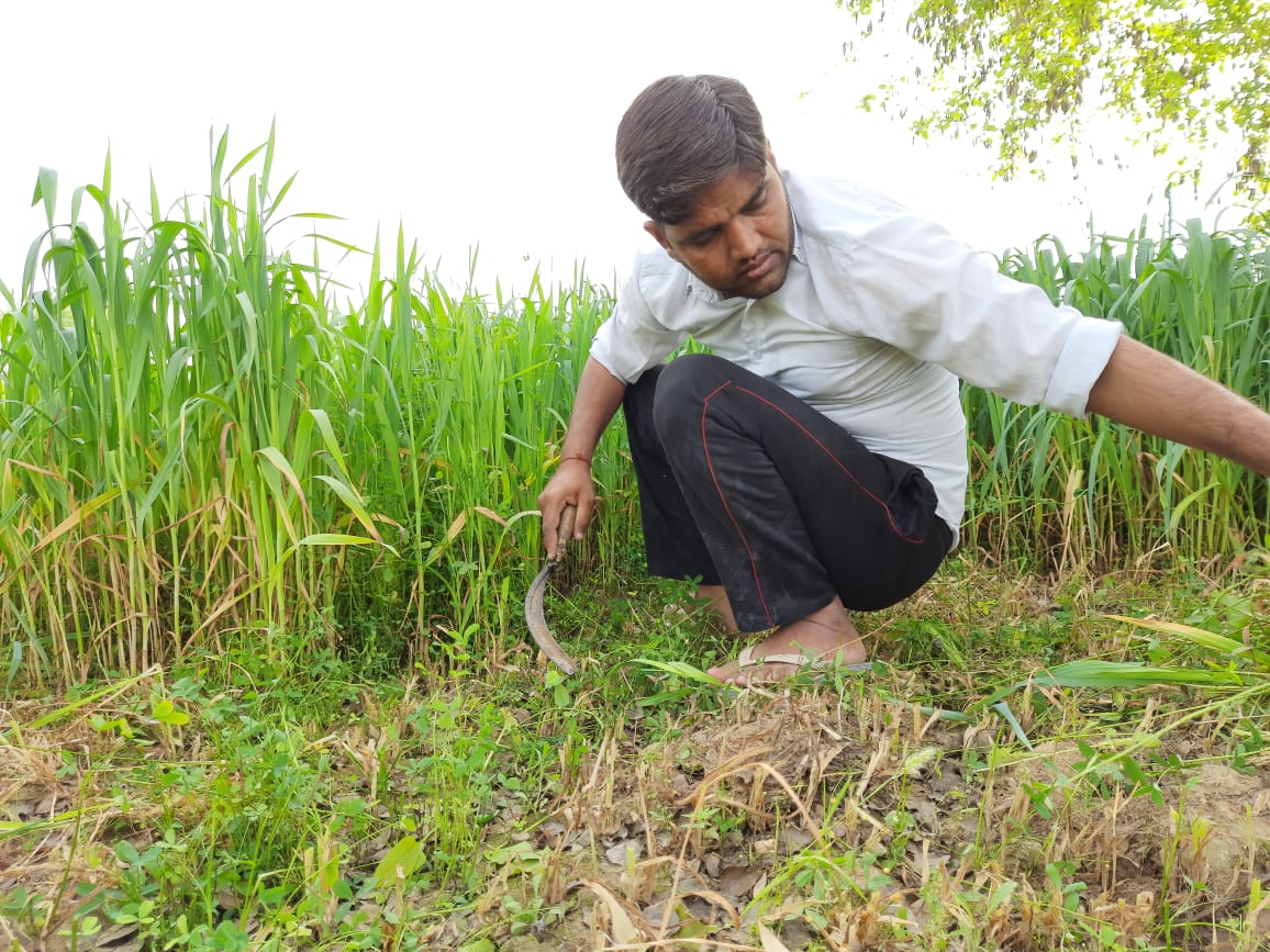 In 2020, after failed winter rains,  #Haryana  #farmer Ramandeep, 34  renewed his contract with  #Modi’s  #PMFBY, hoping one of the world's largest crop-insurance schemes would protect him from hard times.