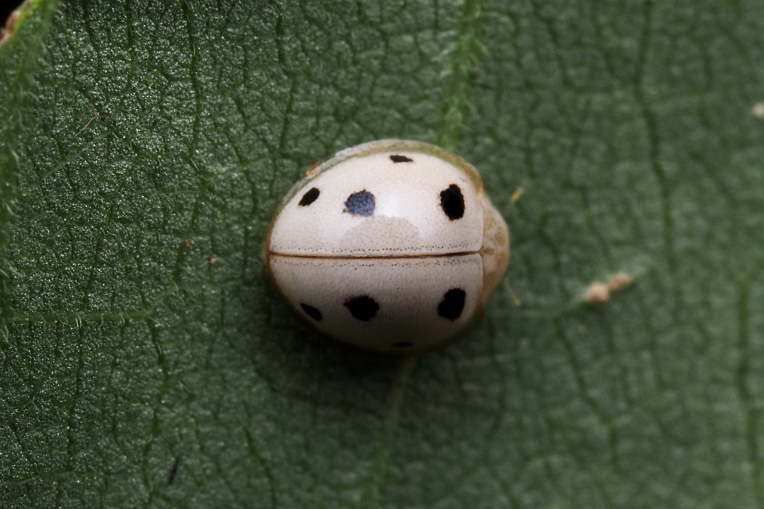 Gil Wizen Please Remember That What Looks Like A Ladybug Isn T Always A Ladybug In This Case It Is A Ladybug Mimicking Cockroach Prosoplecta Sp T Co Pnixtbkczm Twitter