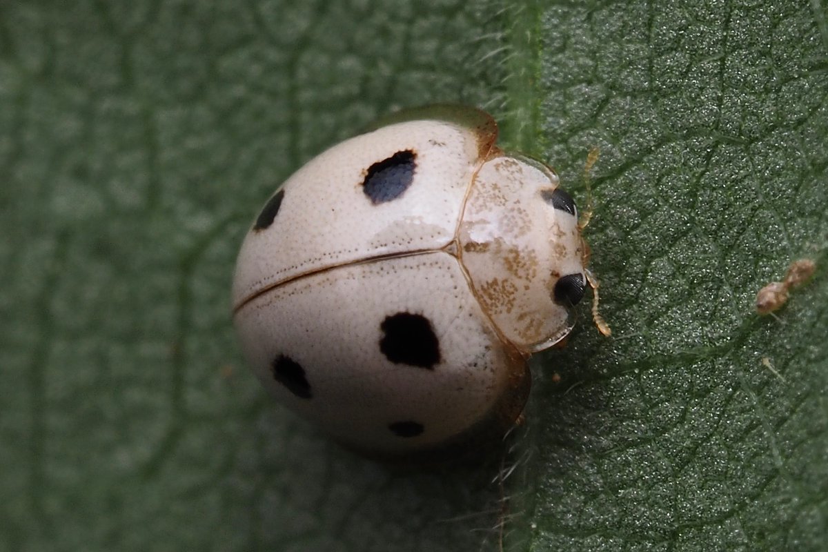 Post by 佐藤マメコ on X: 白いテントウムシ