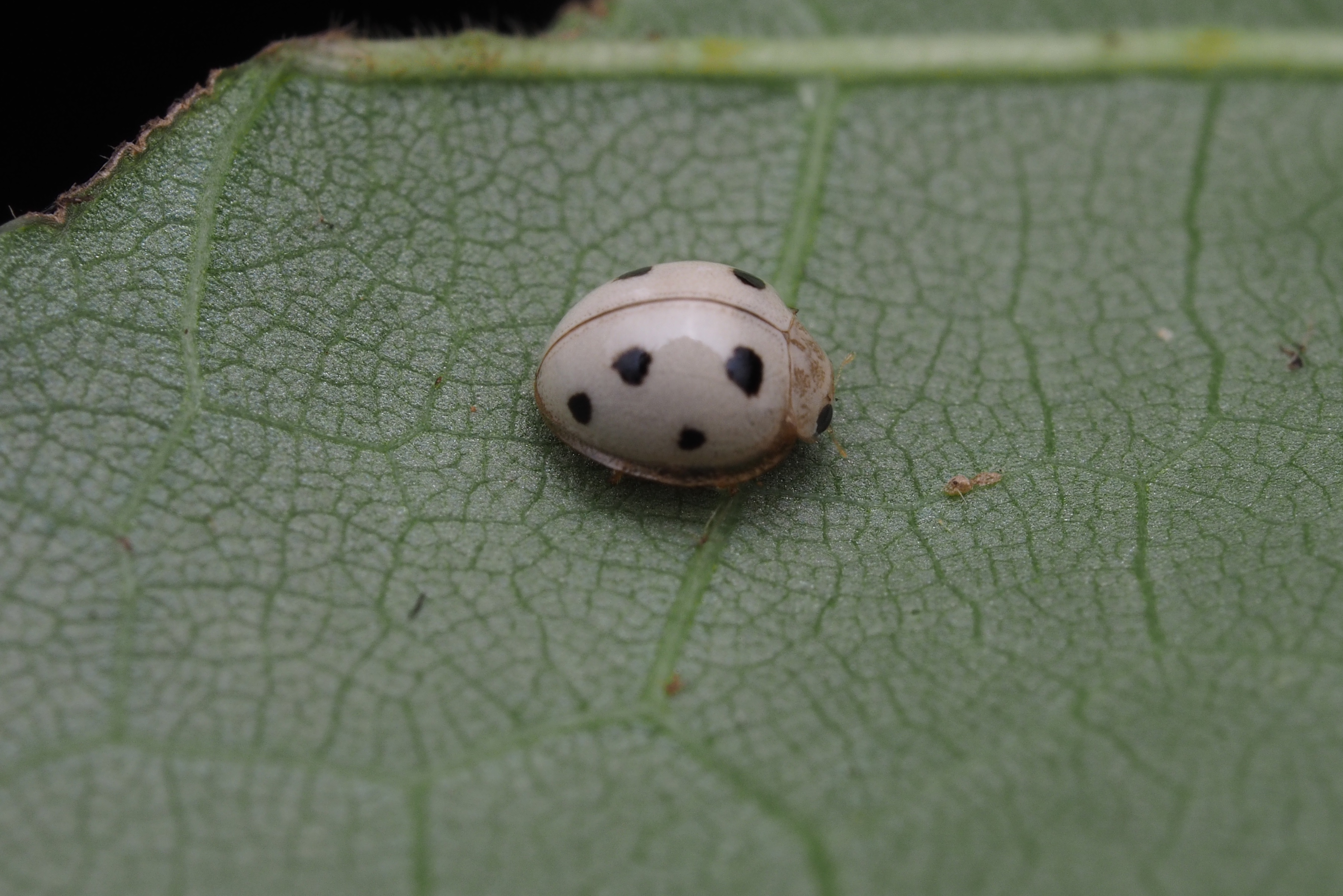 Gil Wizen Please Remember That What Looks Like A Ladybug Isn T Always A Ladybug In This Case It Is A Ladybug Mimicking Cockroach Prosoplecta Sp T Co Pnixtbkczm Twitter