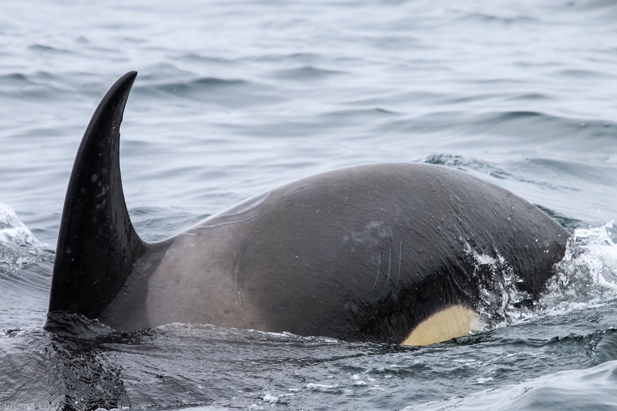 AP3 and AP21 belong to AP pod, a family of about 20 whales from southern Alaska. They were originally identified and documented by the North Gulf Oceanic Society.