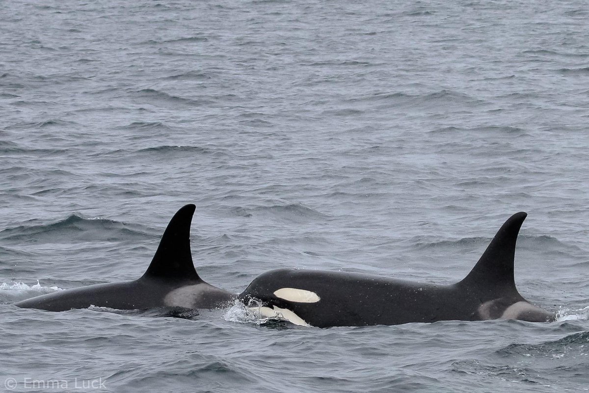 Interestingly, some scientists have reported that young, female killer whales tend to be extremely curious and inquisitive up until they have their first calf. With a baby in tow, they often become more “serious.”