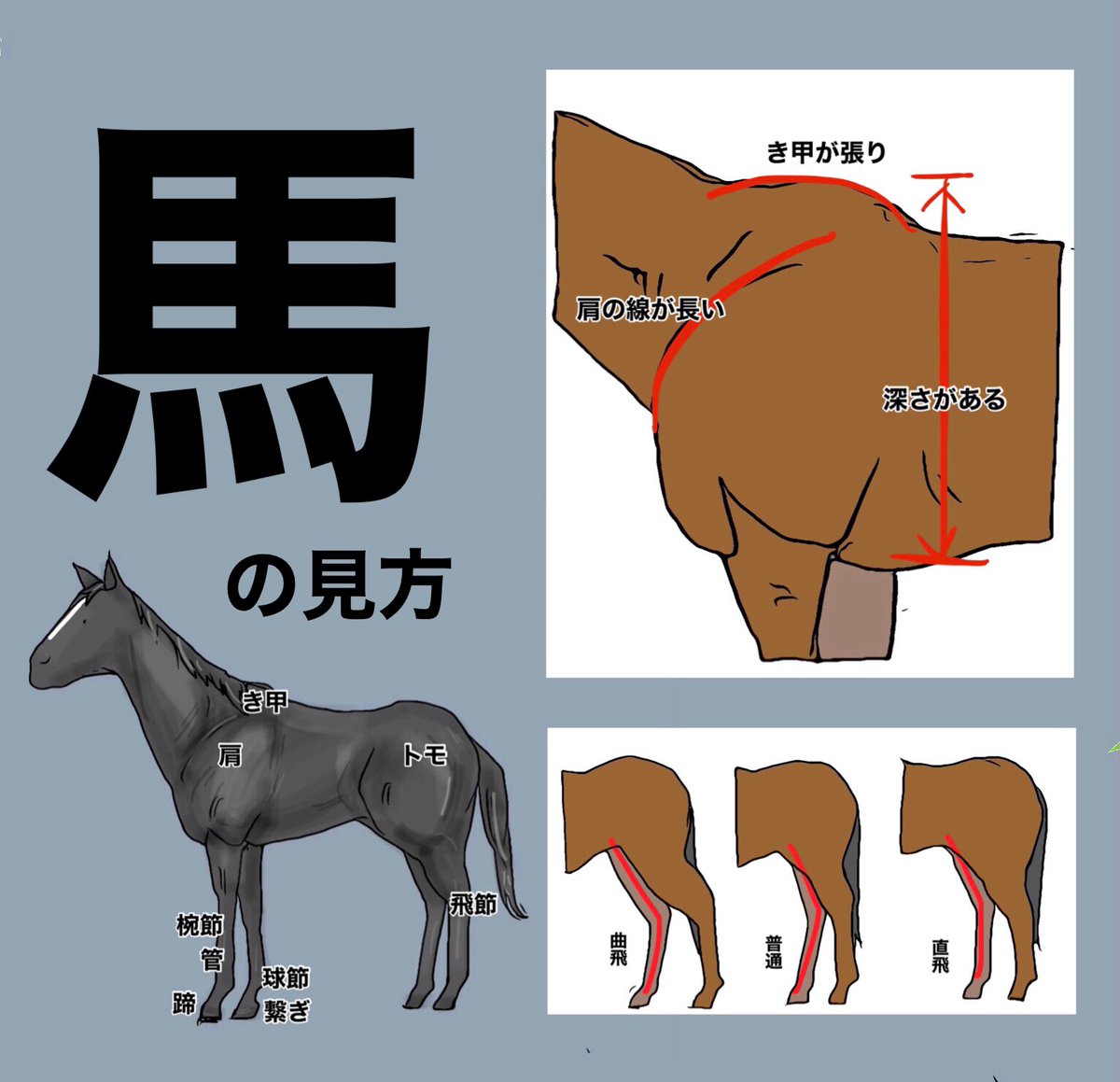 みなさんは馬体のどこに注目して2歳馬を見ていますか?
私は肩の線の長さ、胸の深さ、き甲の張りとかです。(クラシック目線)

ただ見れば見るだけわからなくなる😫 