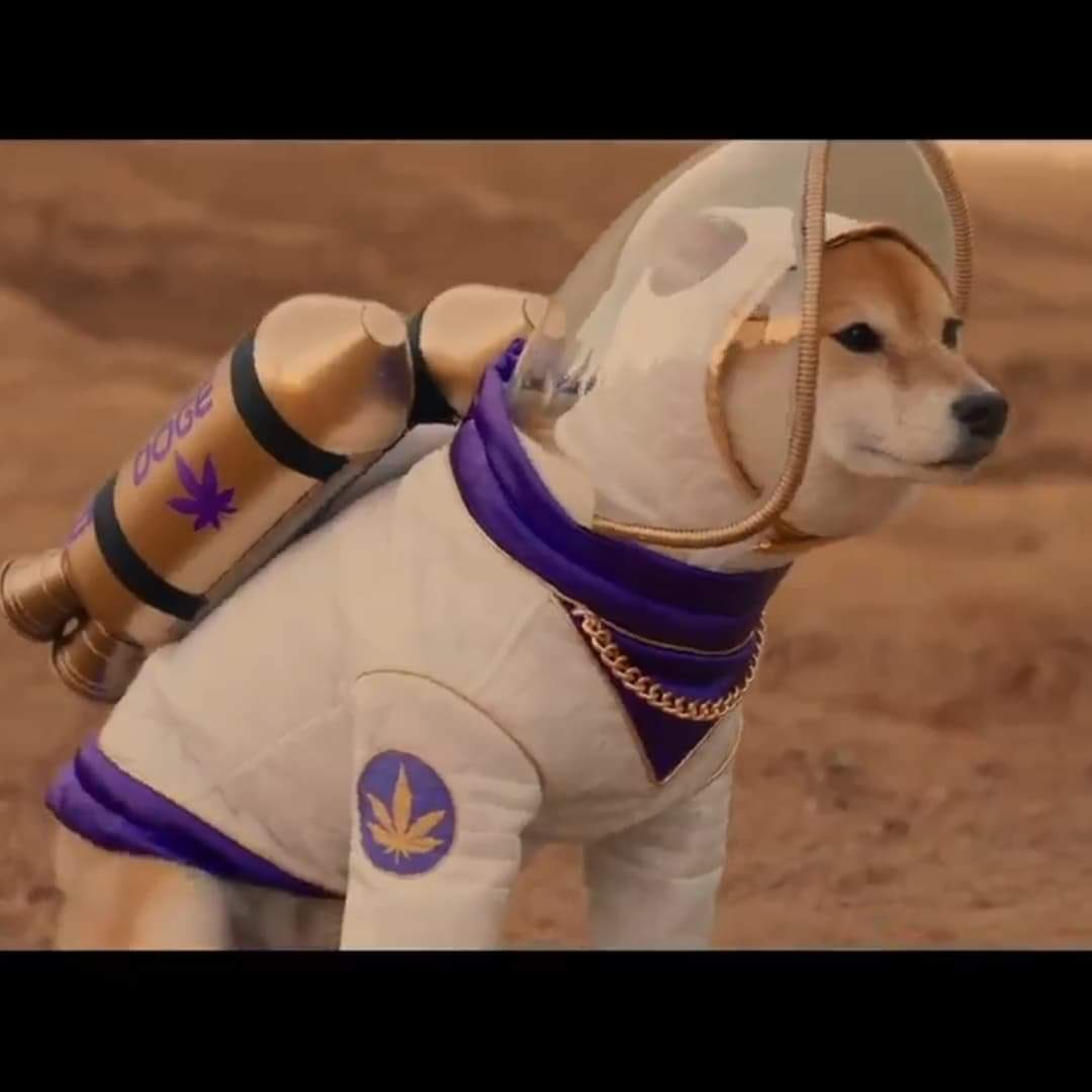 Home Of The Dogecoin Starbasedoge Twitter