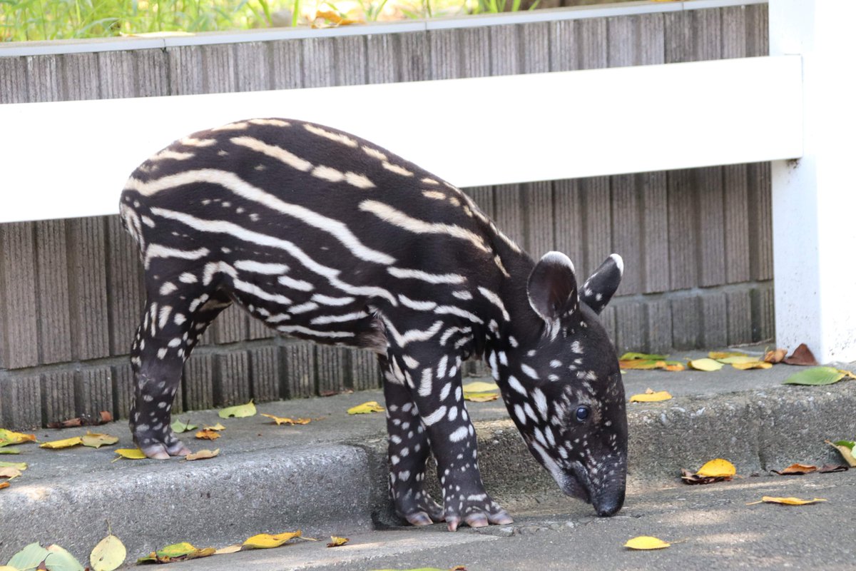 ぺむお バクの赤ちゃんはウリボウ柄ということもぜひ知っておいていただきたい情報です 森林の中で木漏れ日が当たると保護色になるそうです なんとこのメチャクチャキュートな姿が見られるのは 生後約半の年の間だけ 世界バクの日 東武動物公園