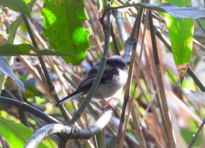 エナガのtwitterイラスト検索結果