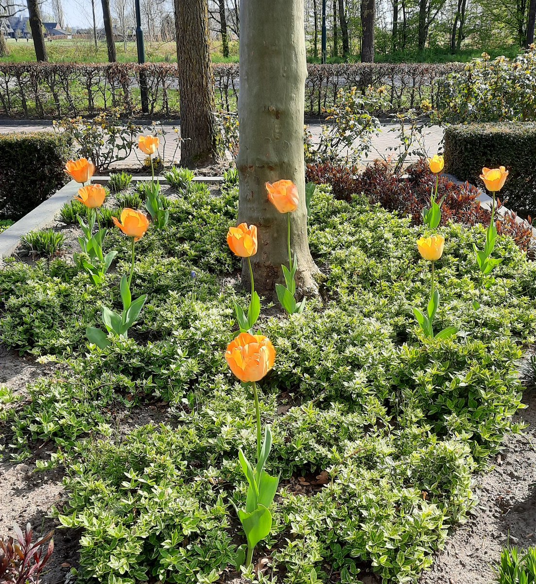 Ook onze tuin is in #koningsdag sferen