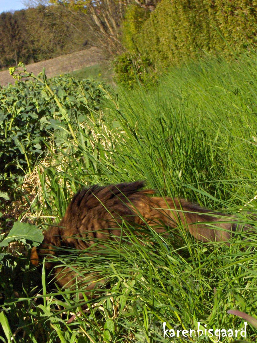 KarenBisgaard1's tweet photo. https://t.co/xLuzhZogFm
#fluffycat #huntingcat #gardencat #countrycat #catlife https://t.co/gFExep47hh