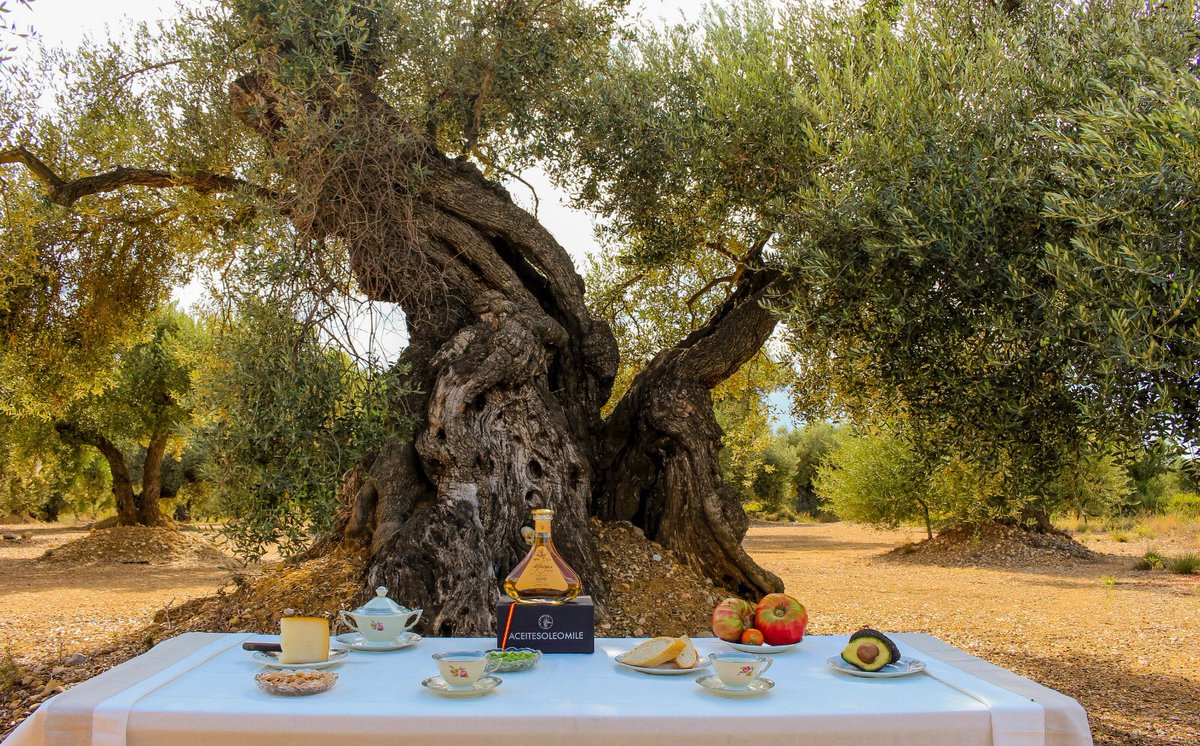 Este día de la Madre, los AOVE’s más diferentes y únicos✨
¡No esperes más! Regálale lujo, calidad y exclusividad. Se lo merece todo, porque nuestras madres son únicas. Gracias por estar siempre ahí 💓

#oleomile #aove #diadelamadre #regalodiferente #regaloexclusivo #regalounico