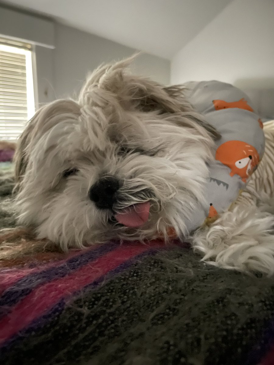 ErikaBorbor's tweet image. If anyone asks me how life during the pandemic was, all I have to do is show them this. #seniorpooch #multiplevetvisits #emptywallet #KidneyDisease #16andhappy #babygirl