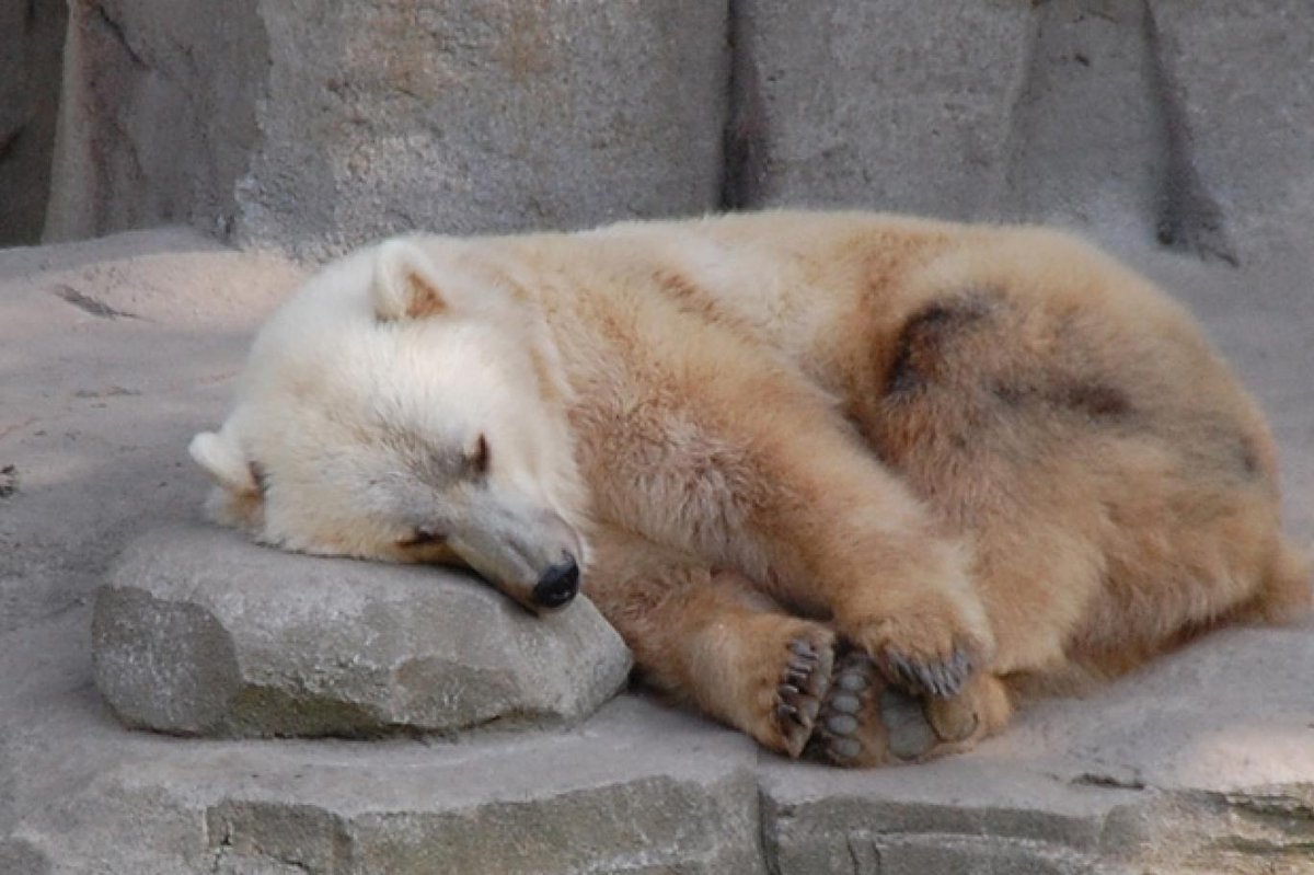 бурый и полярный медведь. белый медведь и гризли. гризли бурый белый медведь. гризли бурый белый медведь. буро белый.