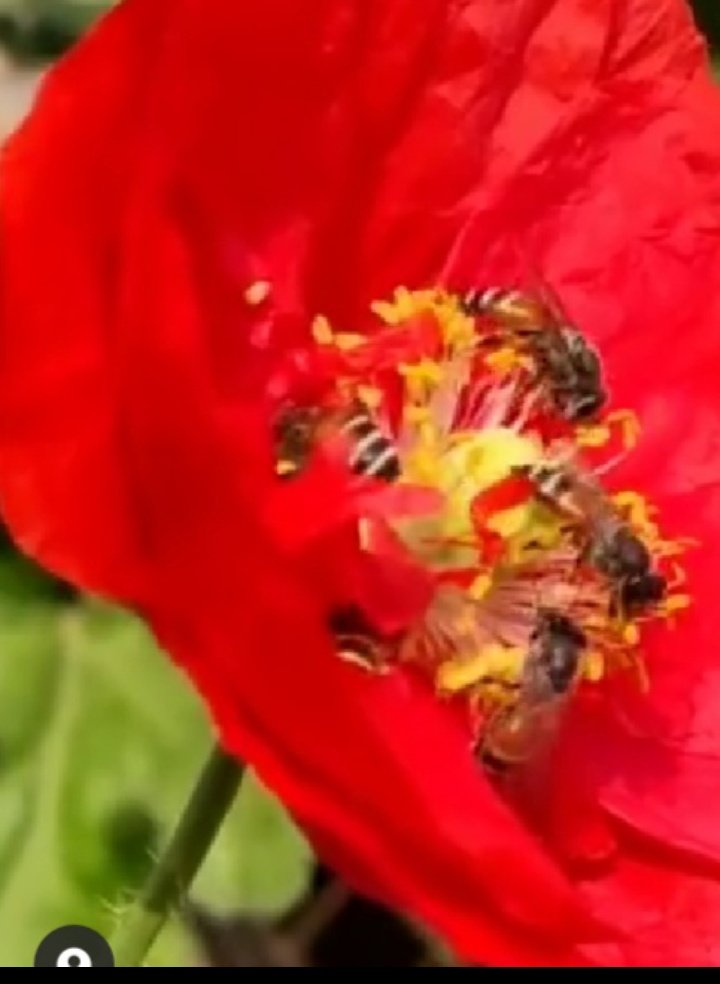 navinajafa's tweet photo. Intoxicated Pollinators blinded by Loved Passion 4 Eternal Power of Elixir #TwitterNatureCommunity #ThePhotoHour #WaytoWild #NaturePhotography #Luv4Wilds #Flowers #naturecaptures #gardenersworld #honeybees #MacroTuesday #MacroNature @nature_macro @Naturein_Focus @incognito9 https://t.co/y5XPVXm1DI
