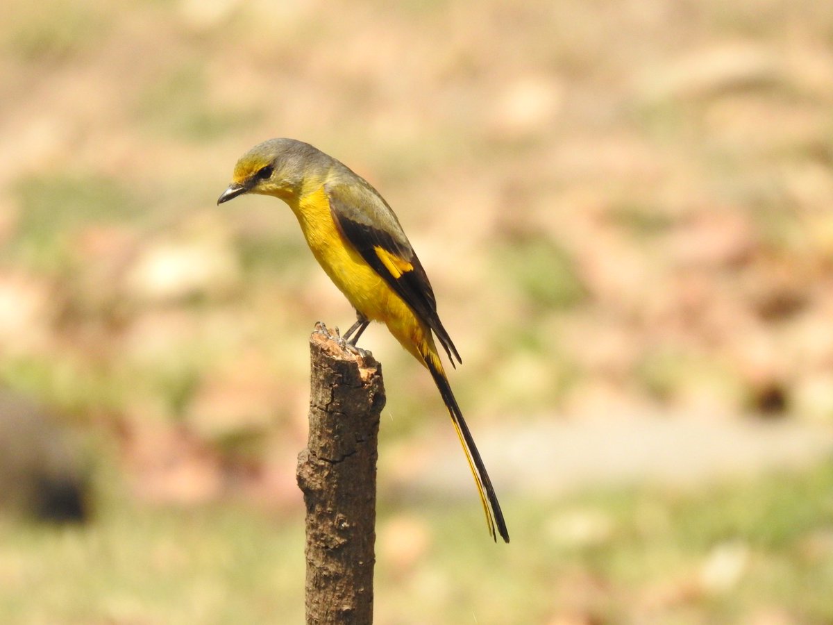 #IndiAves Be good to others and true to yourself, here's to all the #CoronaWarriors #LongTailedMinivet @ParveenKaswan @ThePhotoHour #TwitterNatureCommunity #birdwatching #BirdsSeenIn2021 #BBCWildlifePOTD