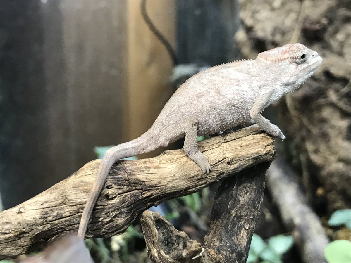 ピンクパンサー ピンクパンサー