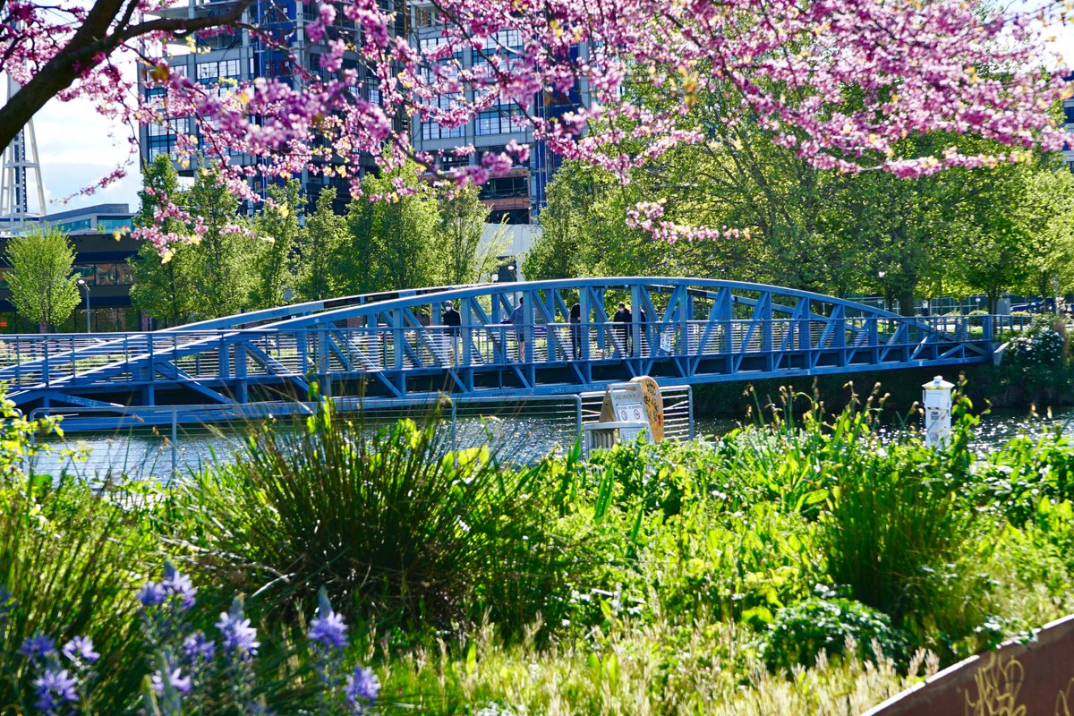 SeattleMaven's tweet image. I know - it's late. But I've just had *the best* day! Thank you @VisitSeattle - for being absolutely stunning! Wandering the streets, watching people out and about making the most of this beautiful day, it was all just 💯! My heart is so full! #VisitSeattle #IKnowSeattle ♥️
