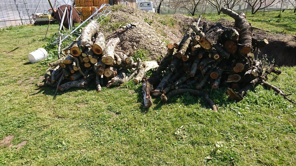 ［緩募］薪あげます。(無料)
右がサクランボ、左がリンゴです。
乾燥しきっていないのでまだ水分残ってます。
山形空港近くの畑まで引き取りきてもらえると助かります。
近場なら配達も検討します。
ノコギリ、チェーンソーあるので大きさ気に入らなかったら適当に切ってください。