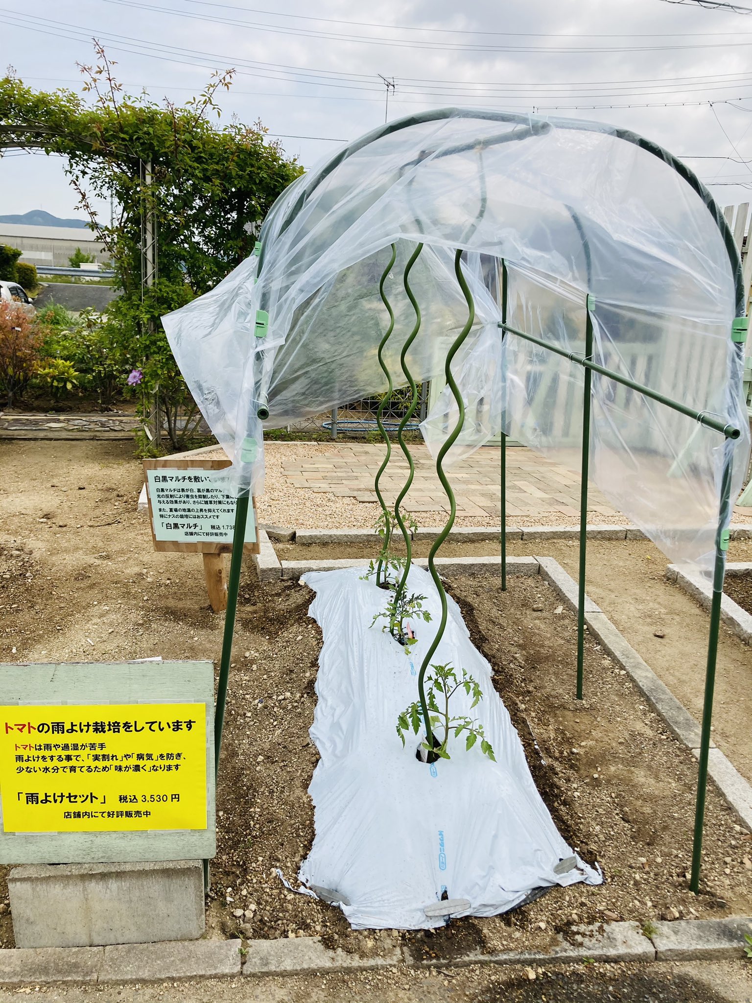 ガーデンマルシェ 下関 防府 下関店 見本になればと ミニ野菜畑を作ってます トマトやスイカは雨よけがおススメですよ ガーデンマルシェ 下関 寄せ植え 園芸 ガーデニング 花屋 ガーデン 花のある暮らし 花のある生活 植物のある