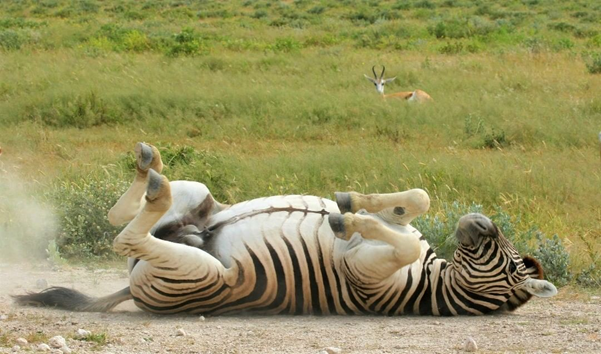 wilderheritage's tweet photo. Where Is My Bed To Sleep, Too Angry To Perish …

 #zebra #wildlife #africa #nature #travel #wildlifephotography #animals #photography #naturephotography #wild #travelphotography #adventure #photooftheday #love #elephant #natgeo #africansafari #animal #instatravel #wilderheritage https://t.co/whOIXF0Cb6