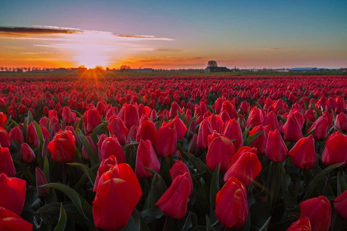 HollaGerda's tweet photo. Rood-wit-blauw-oranje. Fijne Koningsdag! @WNLVandaag https://t.co/Lv3gTZM8Qy