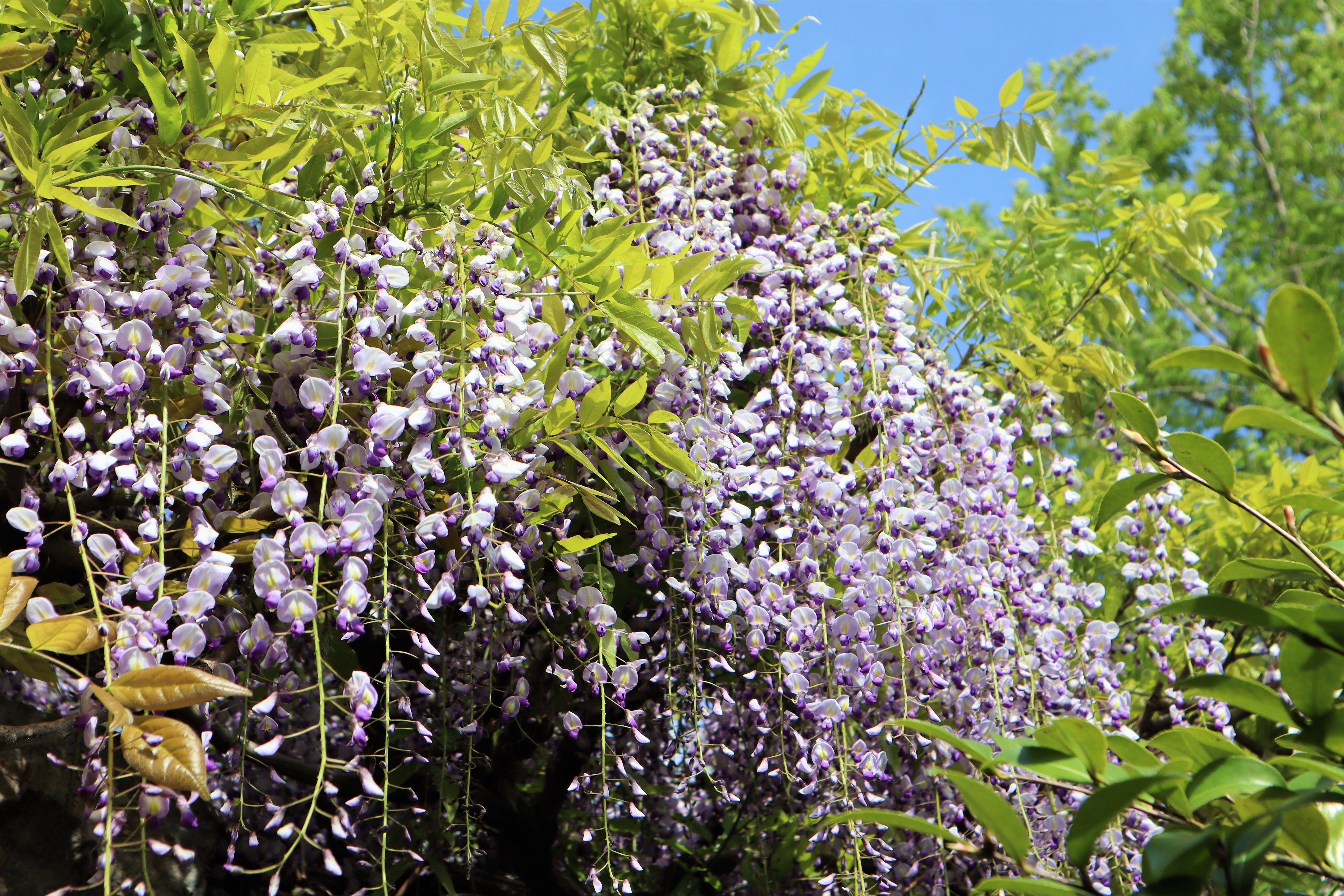 中国庭園燕趙園 燕趙園の春の花 今日は藤の花をご紹介 花言葉は 歓迎 忠実 決して離れない 地面にどっしりと根をおろす木であり 変わることがあまりないことからつけられているそうです 燕趙園の藤の木も地面にどっしりです 藤 春の花