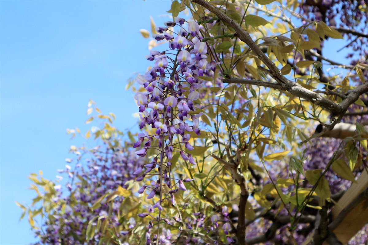 中国庭園燕趙園 燕趙園の春の花 今日は藤の花をご紹介 花言葉は 歓迎 忠実 決して離れない 地面にどっしりと根をおろす木であり 変わることがあまりないことからつけられているそうです 燕趙園の藤の木も地面にどっしりです 藤 春の花