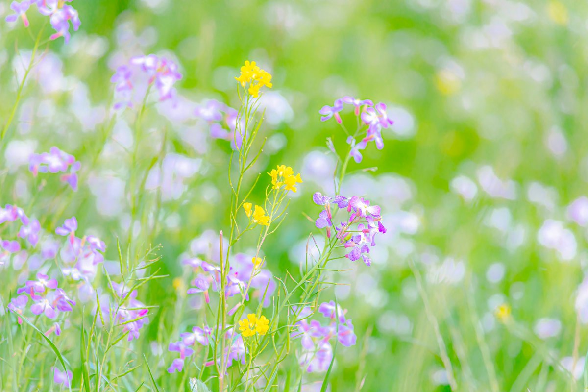 フリー素材サイト グラフォン 管理人emo 新規写真のご紹介 W ﾉ 春の終わり 見頃を終えた花たち それでもまだ綺麗です ムラサキハナナ 菜の花 写真素材を8点追加 春の花 素材は下記からダウンロード T Co B87t6yyoaq グラフォン