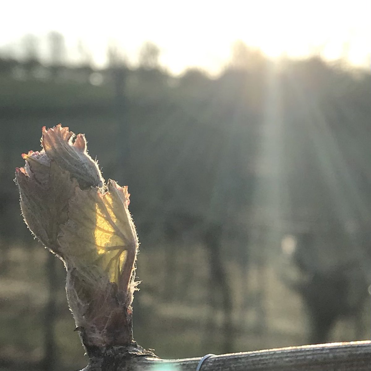 Richard James DipWSET (@richljames) on Twitter photo Good morning from <a href="/RathfinnyEstate/">Rathfinny Estate</a> Chardonnay slowly stretching under the Sussex sun <a href="/SussexModern/">Sussex Modern</a> <a href="/jamiegoode/">Jamie Goode</a> <a href="/pietrosd/">🍾🍷PIETROVINI🍷🍾</a> @WineMan147 @TatianaLivesey <a href="/CaththeWineLady/">Pinkwinelady</a> <a href="/GreatBritWine/">Great British Wine</a> #tuesdayvibe Good morning from <a href="/RathfinnyEstate/">Rathfinny Estate</a> Chardonnay slowly stretching under the Sussex sun <a href="/SussexModern/">Sussex Modern</a> <a href="/jamiegoode/">Jamie Goode</a> <a href="/pietrosd/">🍾🍷PIETROVINI🍷🍾</a> @WineMan147 @TatianaLivesey <a href="/CaththeWineLady/">Pinkwinelady</a> <a href="/GreatBritWine/">Great British Wine</a> #tuesdayvibe
