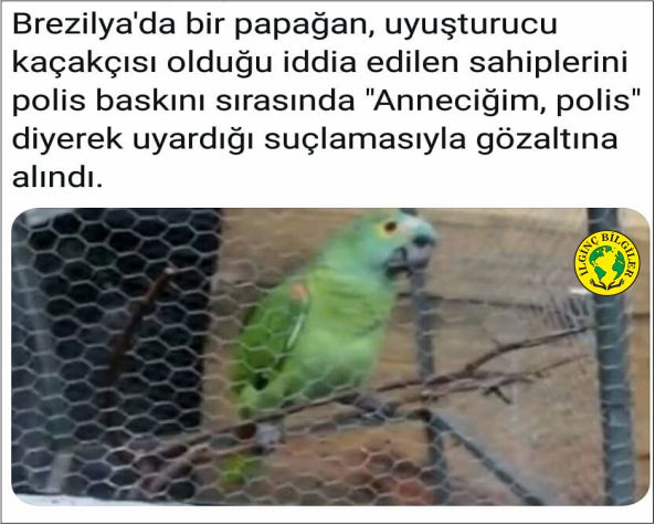 ctnapps2020's tweet photo. Uygulamasını Play Store'dan indirip günlük yeni bilgiler edinebilirsiniz. İndirmek için sayfamızdaki linke bakın. #ilginç #bilgiler #ilginc #bilgi #mucit #öğüt #pratik #psikoloji #şifa #şifalı #bitki #fitness #bedendili #kategorisiz #tamkapanma #tamkapama #baskın #polis #papağan https://t.co/JVn8zoig65