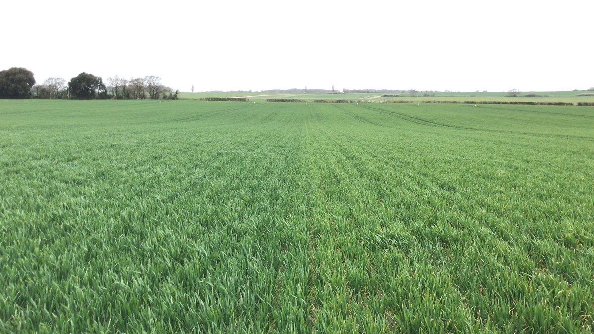 #AgriiLiquid promising differences seen in large scale demo site in #Kent. Majority of N applied Feb on left with #LiquiSafe, and the 4-split programme on right. 

Multiple iterations of treatment spread 36x700m across an even field, harvest should be interesting! #sustainable