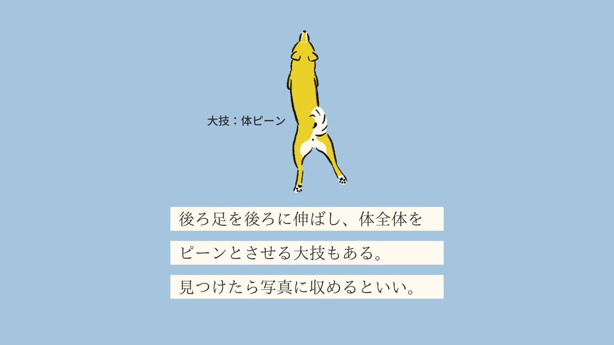 「【変な犬図鑑】
No.036 アシピーヌ
足をピーンと伸ばしてくつろぐあの犬です」|いぬころ｜変な犬図鑑のイラスト
