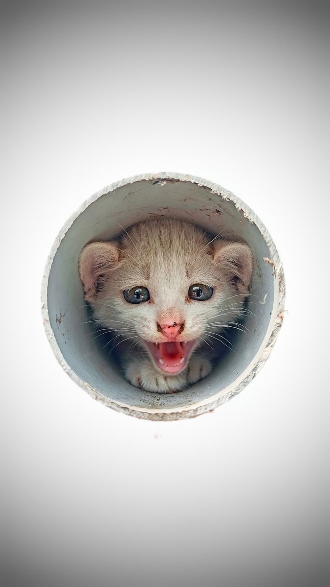lenxist47's tweet photo. 😼
#shotonmi #miui #miuilife #bbcearth #natgeo #natgeoyourshot #NatGeoIndia #earthcapture #stayinandexplore https://t.co/ozvzikpWaI