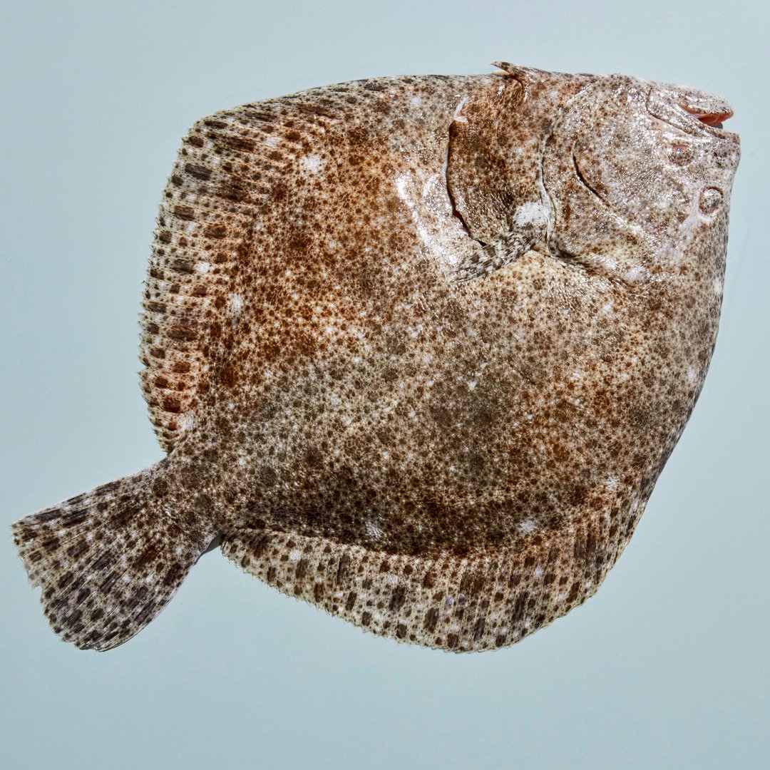 Wild Cornish Turbot. Available in store or delivered to your door.
