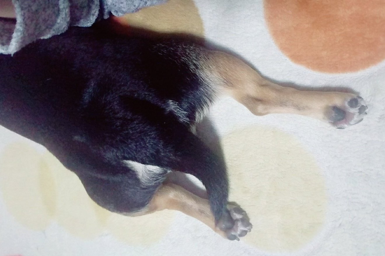 いぬころ 変な犬図鑑 変な犬図鑑 No 036 アシピーヌ 足をピーンと伸ばしてくつろぐあの犬です T Co 95k7hsutjq Twitter