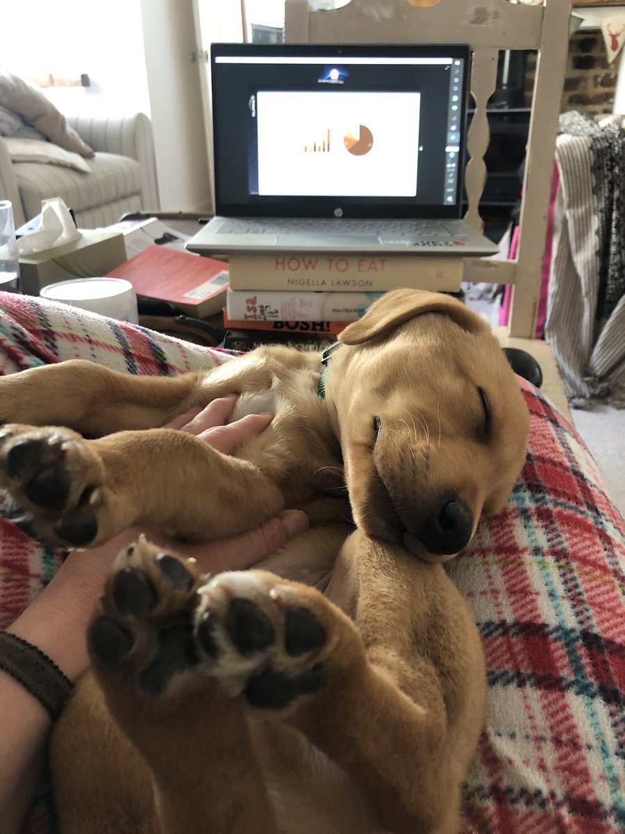 Roger thinks that there are some benefits to conferences being virtual this year! Currently enjoying Sir Martin Sweeting’s keynote  @ the 13th IAA SmallSat for EO conference #puppy #PhDlife