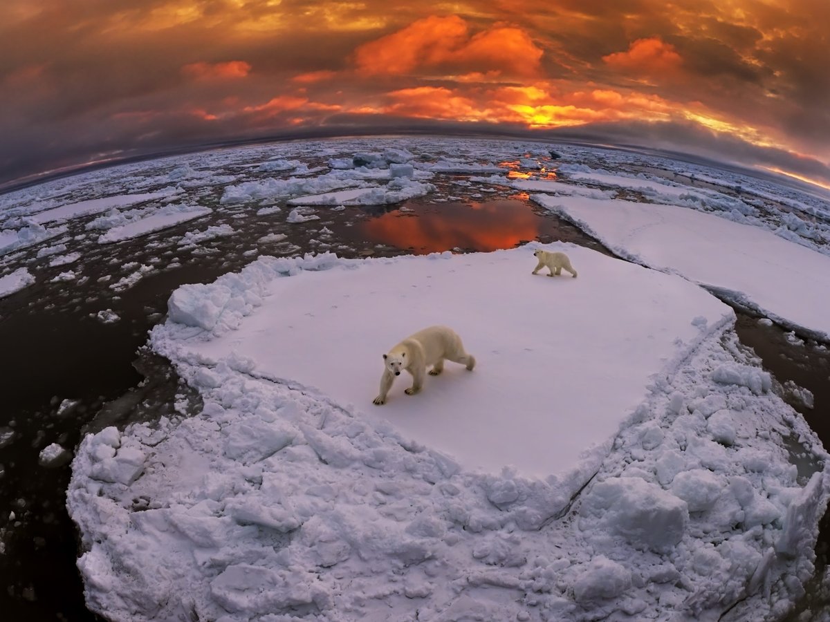 Bear force. Bare bears. Ice bear protect. Бурый медведь. Bears will be bears.