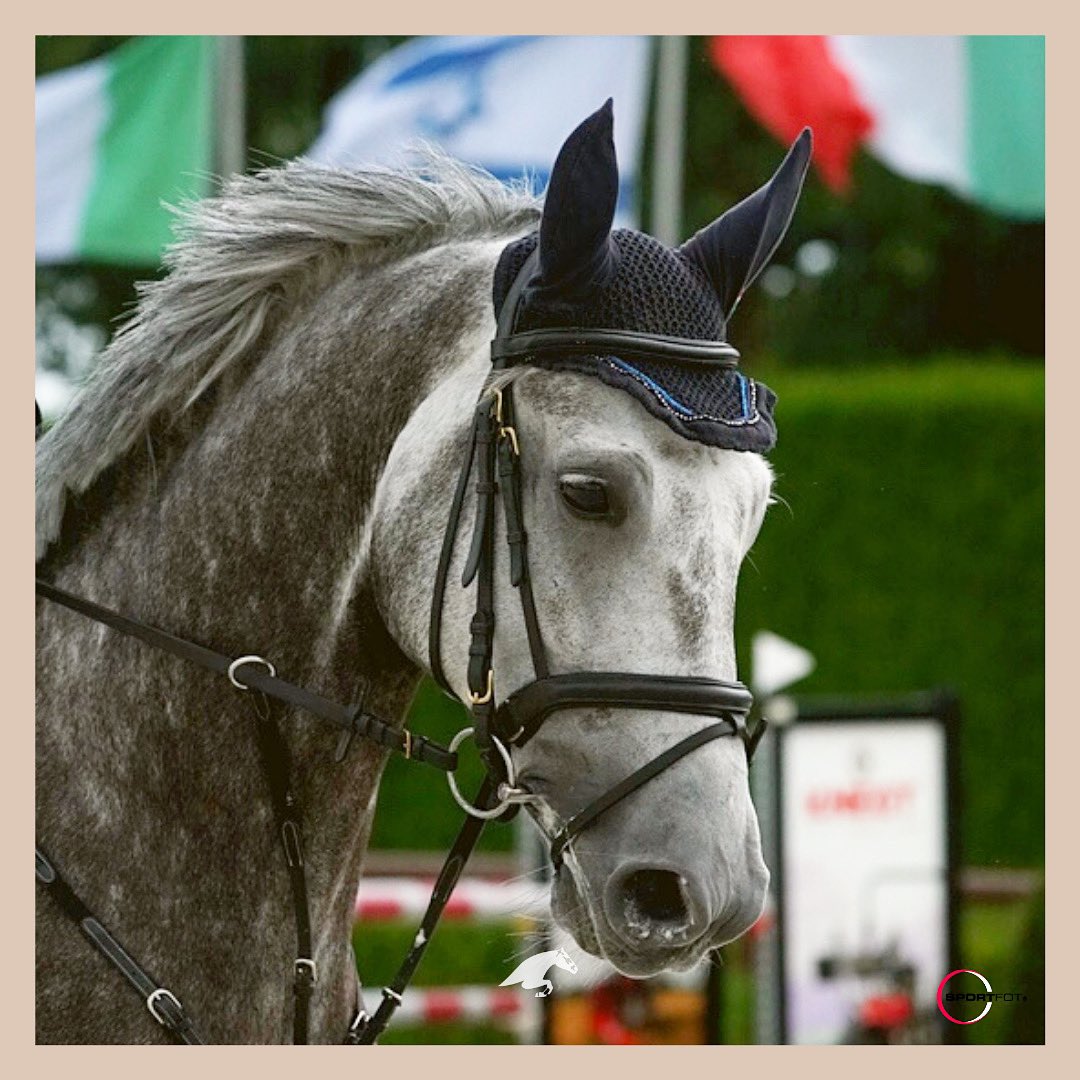 TopsIntArena's tweet image. Just look at this beauty 😍 Smoking Gun and Rausch Constanze 🙌🏼 What’s your favourite colour horse? 🤔

Photo: @sportfot