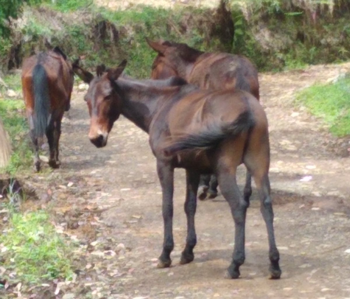 Linavelasqueze's tweet photo. #FelizJueves de traviesa cafetera en el Suroeste antioqueño. @ANLA_Col @RodSuarezCa Negar la licencia a la sudafricana @AGAColombia, es preservar nuestra cultura e identidad. #JericóSinMinería. https://t.co/lUUWVS3YAZ