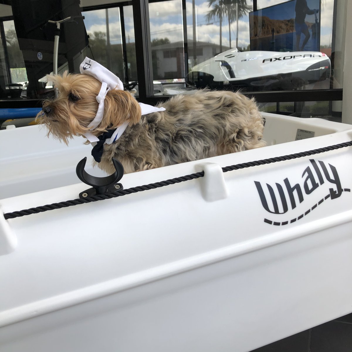 Capt. Barney is ready to hit the seas in her unsinkable Whaly Boats USA 210! 

#whalyboats #yachttenders #nauticalventures #nauticaladventures #yachttender #dinghy #inflatabletender #rhib #ribboat #nauticaladventurers #whaly210 #inflatableboat #yachtlife #boating #saltlife