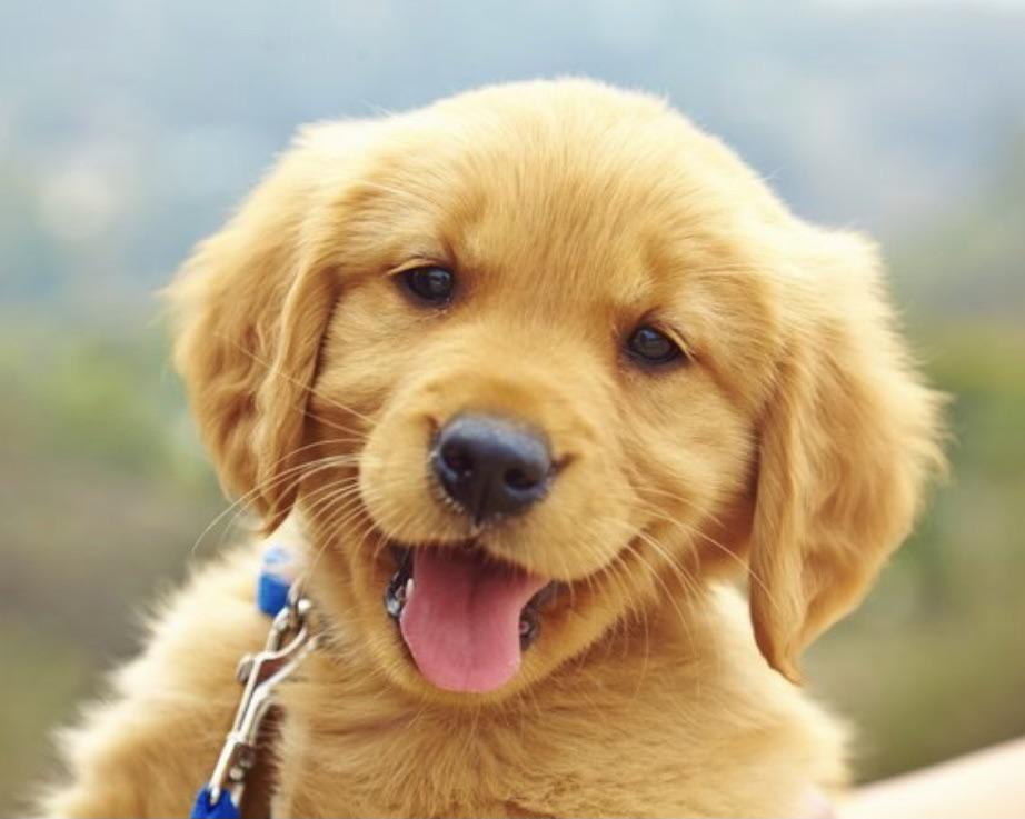 Happy smiley pup

Photo credit to Reddit user u/Lanky_Ad_672