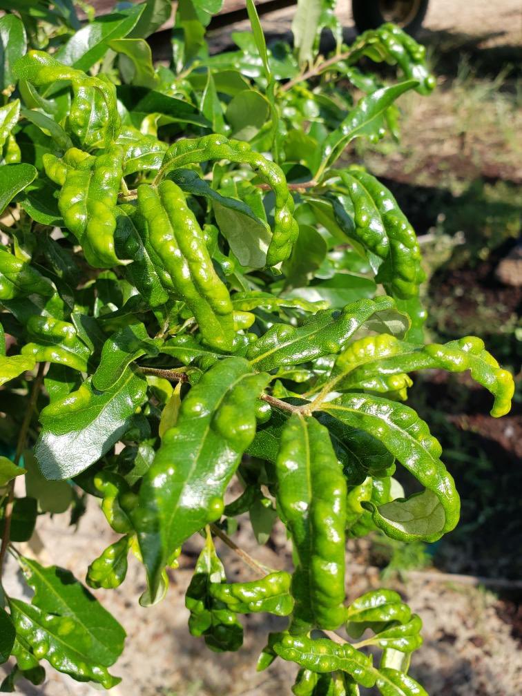 Oak leaf blister caused by the fungus, Taphrina caerulescens, infects emerging leaves at budbreak. Symptoms of leaf puckering, bulges and distortion are seen now, but it’s too late to protect leaves. Expanded leaves will not be infected. All oaks are susceptible. @UGAExtension