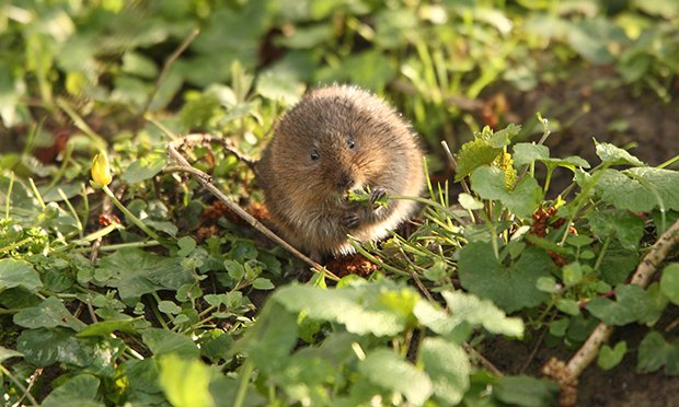 Vole call: Help protect the endangered riverside dwellers by joining charity survey bit.ly/3wY6uUL

#Hackney #wildlife #watervoles