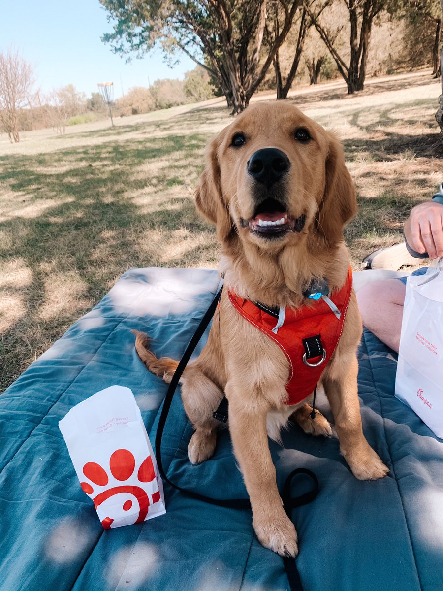 Kmuno13's tweet photo. @BuschBeer Hi! I’m Fischer Stick aka Fish!🐠
I’m a 6mo old Golden Retriever. 
I’m a foodie at heart and prefer to be right next to my mom in the kitchen! I’m a great listener, I love playing soccer, and all I need with my pizza is @BuschBeer! #buschCTOcontest 
Insta📷: @fischerstick https://t.co/NV7E35sOks