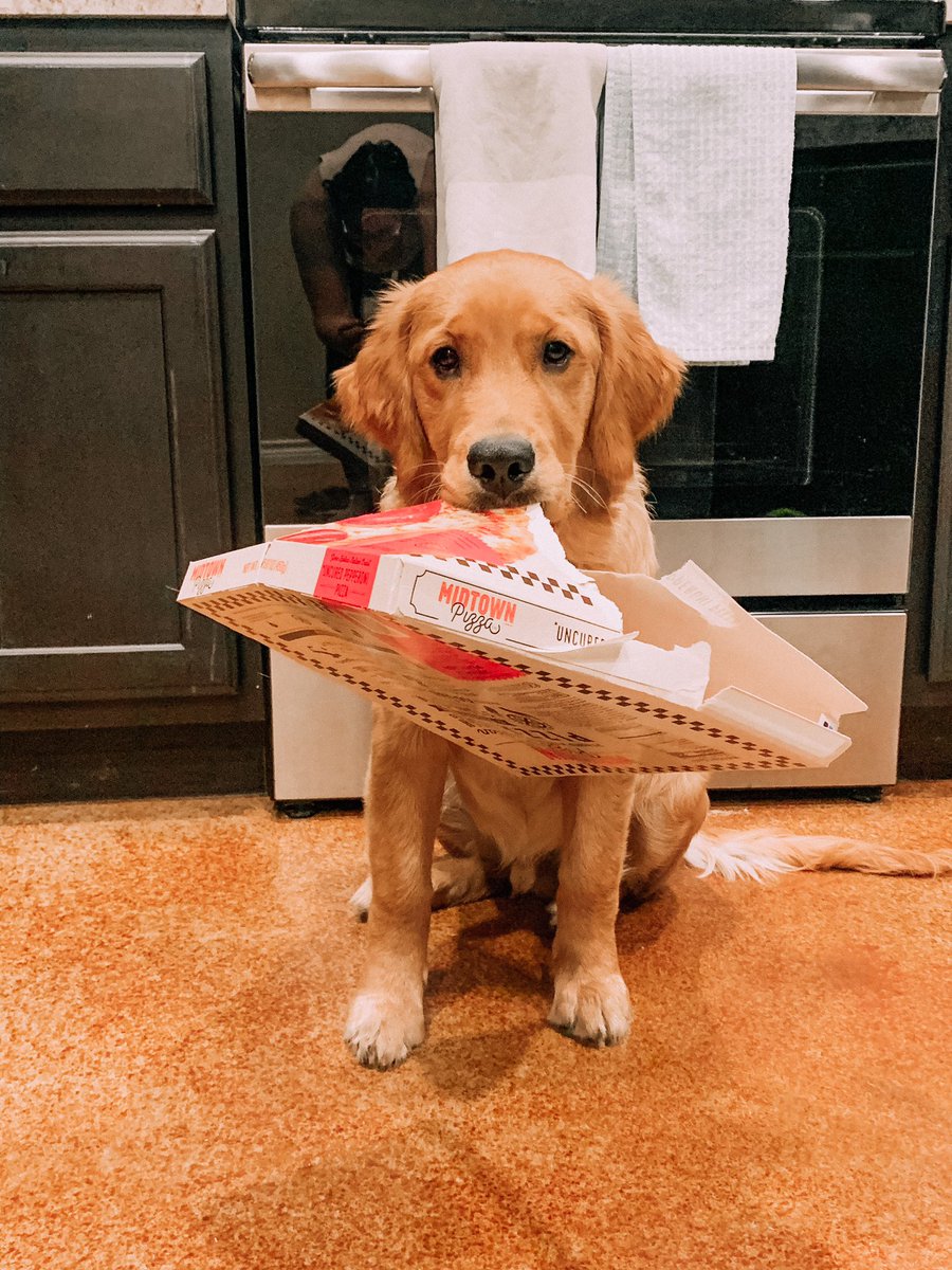 Kmuno13's tweet photo. @BuschBeer Hi! I’m Fischer Stick aka Fish!🐠
I’m a 6mo old Golden Retriever. 
I’m a foodie at heart and prefer to be right next to my mom in the kitchen! I’m a great listener, I love playing soccer, and all I need with my pizza is @BuschBeer! #buschCTOcontest 
Insta📷: @fischerstick https://t.co/NV7E35sOks