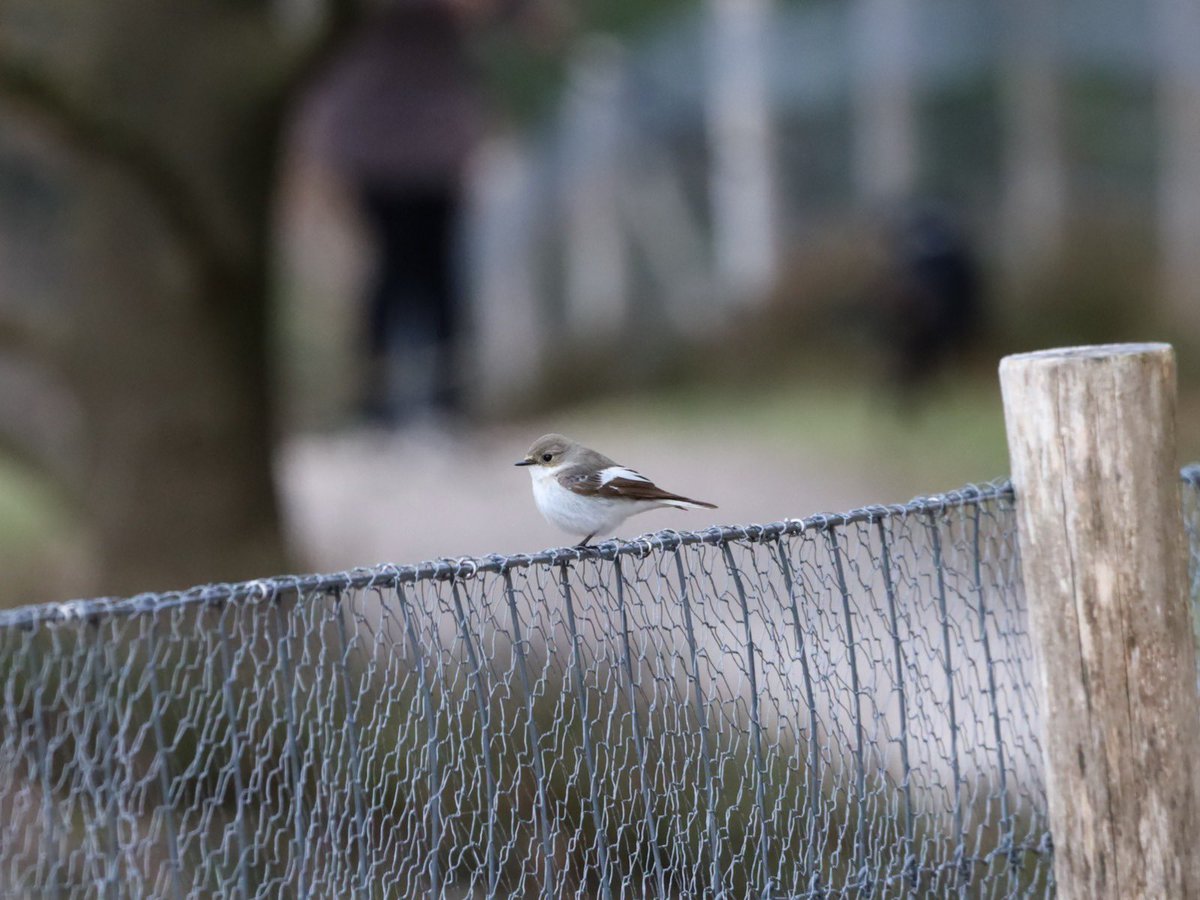 Na 5 uur gewerkt te hebben even een korte break op de Telpost. Mijn eerste Bonte vliegenvanger  van dit seizoen met mijn nieuwe camera weten vast te leggen,...toen kreeg een appje: STEENAREND naar noord vanuit Hoenderloo. Dat is dus richting mijn Telpost 😳