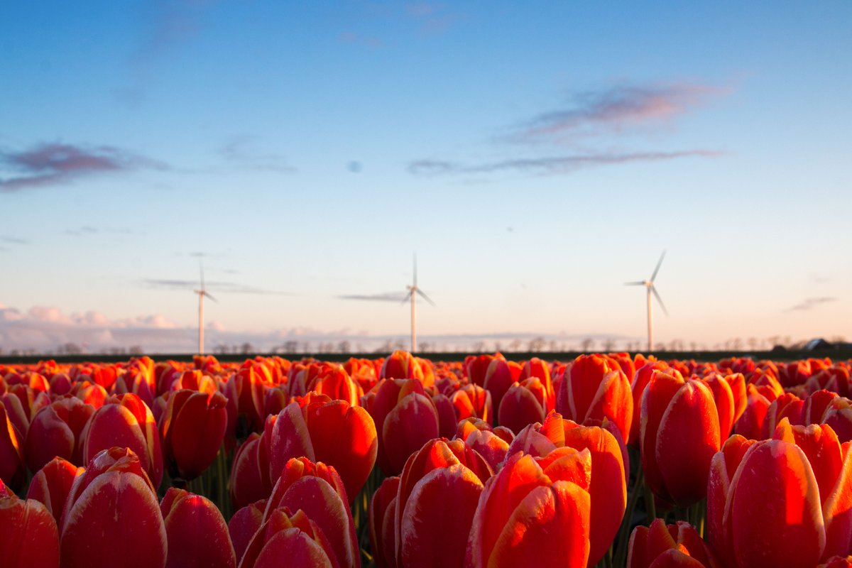 HollaGerda's tweet photo. De lage ochtendzon licht de tulpen aan één kant aan. 😍@WNLVandaag https://t.co/1EeJdNsXMz